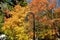 Lamp post in Fall colors