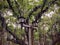 Lamp Post in front of large single Banyan Tree in Lahaina on the island of Maui