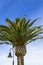 Lamp post and palm tree on a clear blue sky