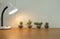 lamp, succulent cactus plant in pot decorating on wooden desk ne