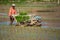 LAMPANG, THAILAND â€“ July 16, 2019: Rice farming  Thai farmers plant rice seedlings in the field