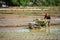 LAMPANG, THAILAND â€“ July 16, 2019: Rice farming  Thai farmers plant rice seedlings in the field