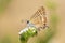 Lampides boeticus, the pea blue or long-tailed blue butterfly