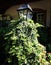 Lamppost covered with plants