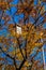 Lamppost light hidden by tree branches