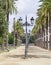 Lampposts with palm trees