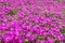 Lampranthus magenta flowers with succulent leaves in fully bloom