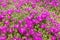 Lampranthus magenta flowers with succulent leaves in fully bloom