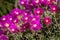 Lampranthus - magenta flowers with succulent leaves in parks of Israel