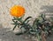 Lampranthus multiradiatus flower