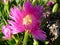 Lampranthus spectabilis