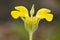 Lamwick Plant (Phlomis lychnitis)
