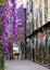 Lancashire Court, London UK, quaint mews with wisteria in Mayfiar, usually bustling, now empty during Coronavirus lockdown.