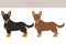 Lancashire Heeler clipart. Different poses, coat colors set