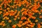 Lancaster, Ca / April 12, 2019 - Admiring the golden poppies in full bloom covering the hillsides in the Antelope Valley with brig