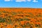 Lancaster, Ca / April 12, 2019 - Admiring the golden poppies in full bloom covering the hillsides in the Antelope Valley with brig