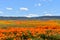 Lancaster, Ca / April 12, 2019 - Admiring the golden poppies in full bloom covering the hillsides in the Antelope Valley with brig