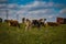 Lancaster County Dairy Herd in Psture