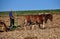 Lancaster County, PA: Amish Farmer Tilling Field