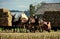 Lancaster, PA: Amish Farmer with Donkeys