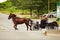 Lancaster, PA / USA - 7/4/2013: Amish man riding a retro carriage on the street