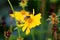 Lance-leaved coreopsis or Coreopsis lanceolata perennial plant with bee on top surrounded with other flowers and garden vegetation