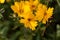 Lance-leaved coreopsis flower, Coreopsis lanceolata