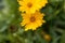 Lance-leaved coreopsis flower, Coreopsis lanceolata