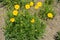 Lance leaved coreopsis in full bloom in May