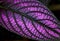 Lance-shaped and iridescent purple leaves of Persian shield, Strobilanthes dyerianus