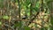 Lance tailed manakin male dancing in courtship display