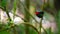 Lance tailed manakin male dancing in courtship display