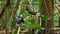 Lance tailed manakin male dancing in courtship display