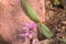 Lanceleaf Spring Beauty Claytonia lancelolata Pink Wildflowers