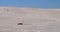 Lancelin Dunes: Dune Buggy and Motorbike in Western Australia