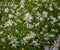 Lanceolate aster blooms in a lush bush in a summer garden