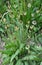 Lanceolate plantain, plantago lanceolata grows in nature