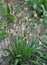 Lanceolate plantain, plantago lanceolata grows in nature