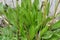 Lanceolate plantain, plantago lanceolata grows in nature