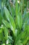 Lanceolate plantain, plantago lanceolata grows in nature