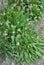 Lanceolate plantain, plantago lanceolata grows in nature