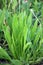 Lanceolate plantain, plantago lanceolata grows in nature