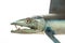 Lancetfish. Close-up of Alepisaurus ferox. Long deepwater fish