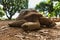 Land-based Seychelles turtles in the wild close-up.