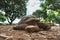 Land-based Seychelles turtles in the wild close-up.