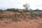 Land being cleared out for the construction of a new road