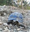 Land blue turtle of the big size background stones dry vegetation