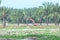 Land clearing using the hydraulic excavator in oil palm plantation.