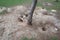 Land crab burrows under a tree on the island of Rodriguez