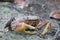 Land Crab Cardisoma carnifex